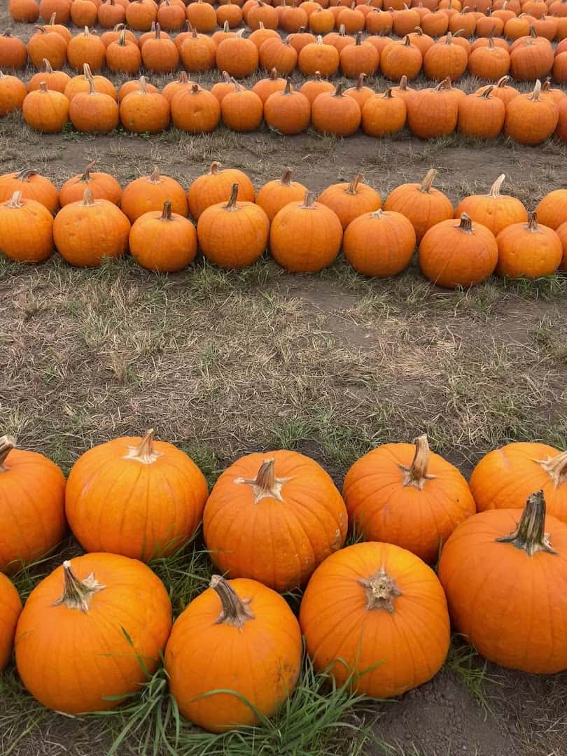 Rows of pumpkins at the Half Moon Bay Art and Pumpkin Festival in Half Moon Bay, California