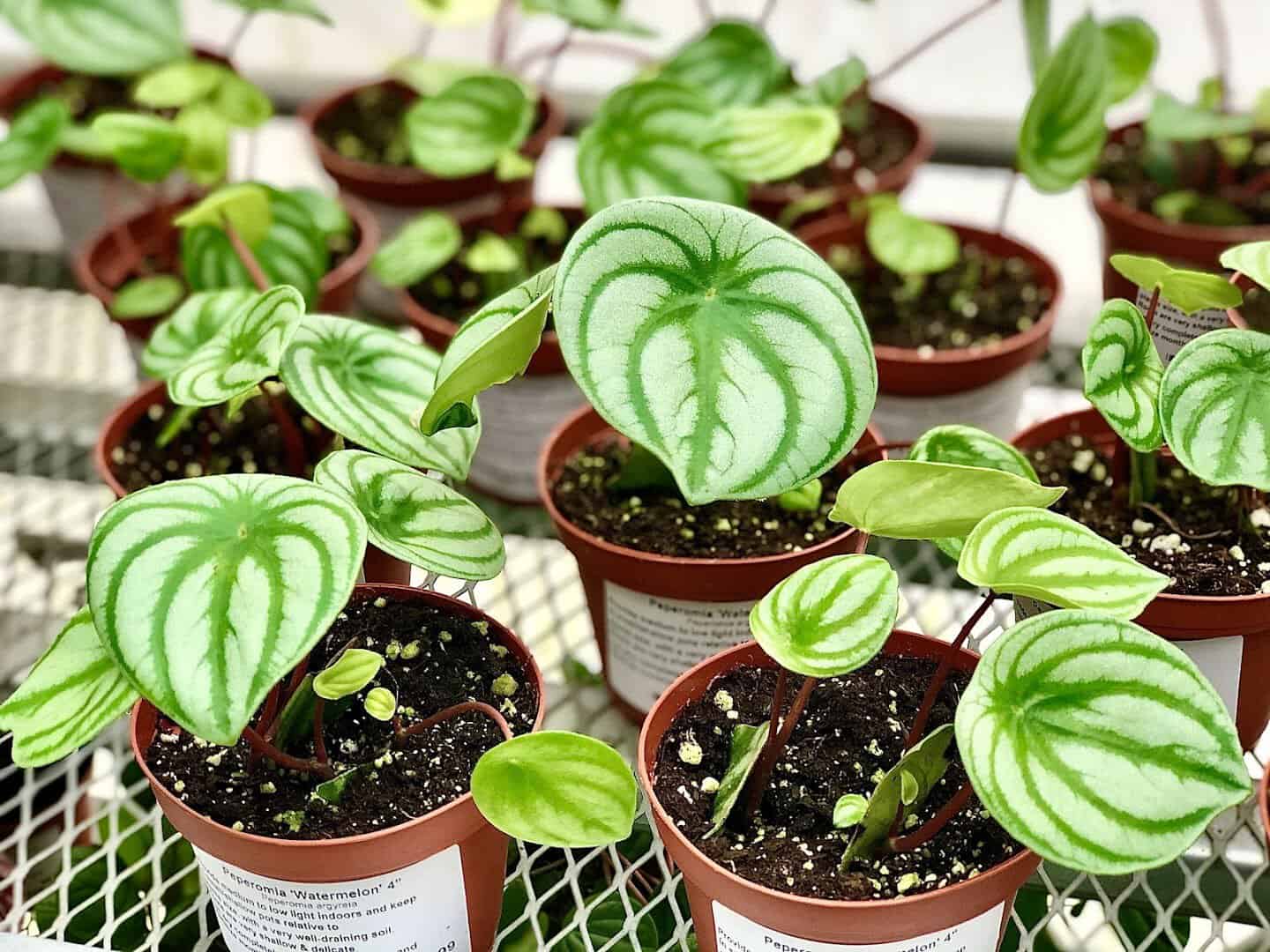 Healthy potted houseplants at The Great Outdoors nursery in Austin, Texas