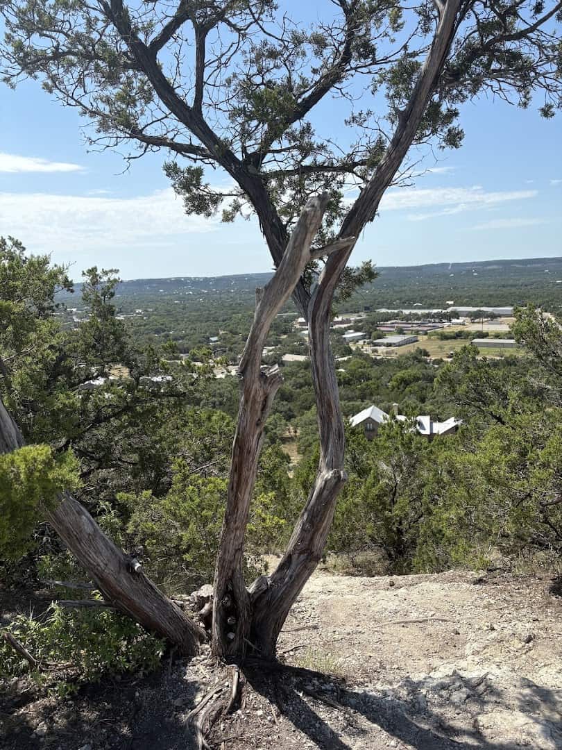 Cedar tree framing the Hill Country valley view from Old Baldy in Wimberley, Texas