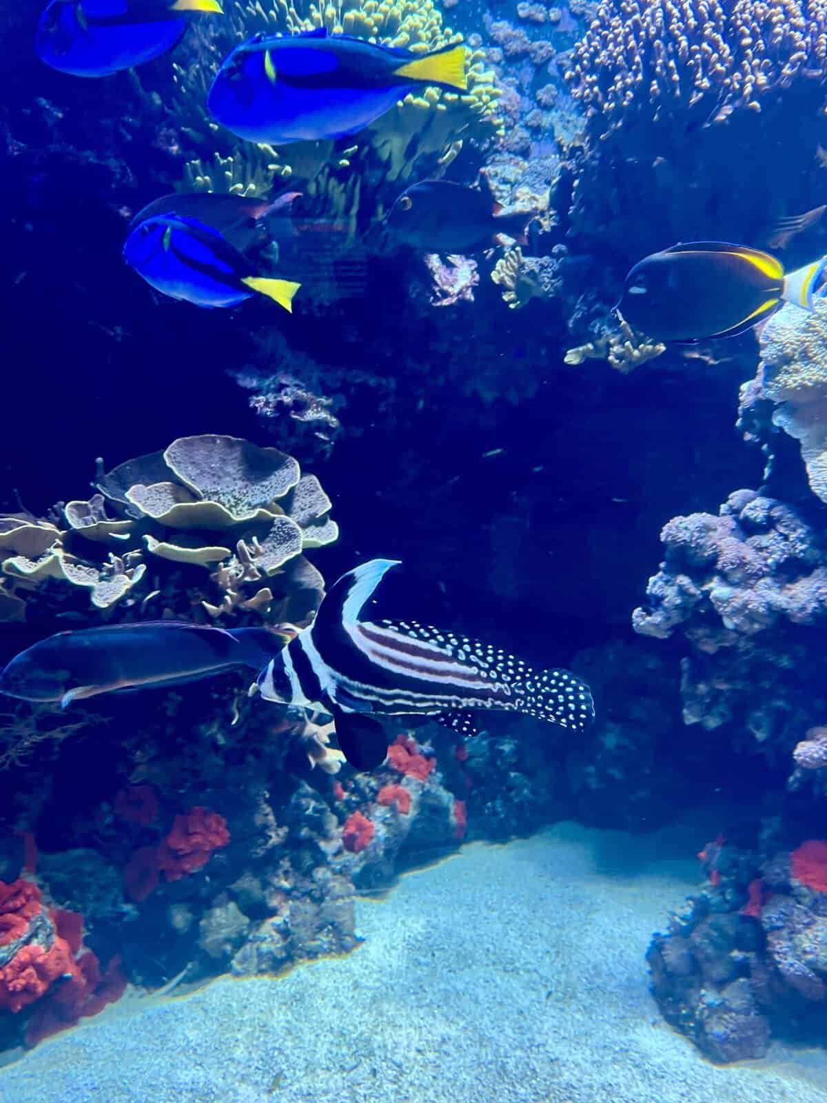 Colorful tropical fish and coral in a reef tank at the Downtown Aquarium in Houston