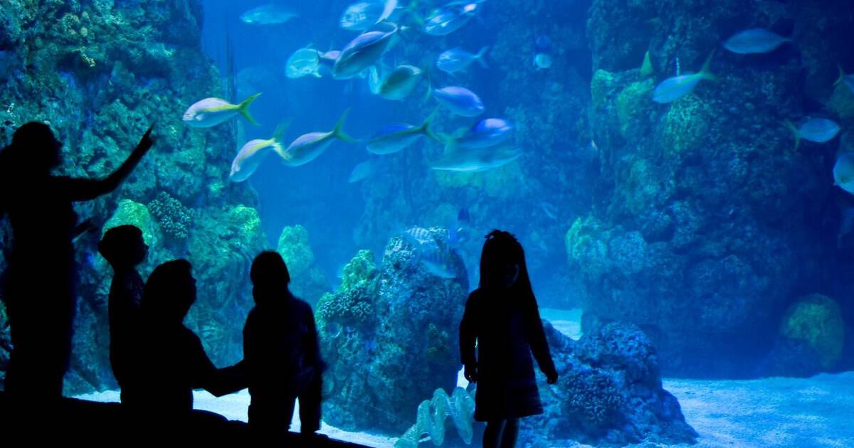 This Immersive Texas Restaurant Lets You Watch Fish Swim Past While You Dine