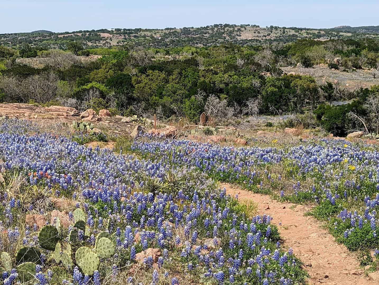 Bluebonnets lining a hiking trail at Inks Lake State Park in spring