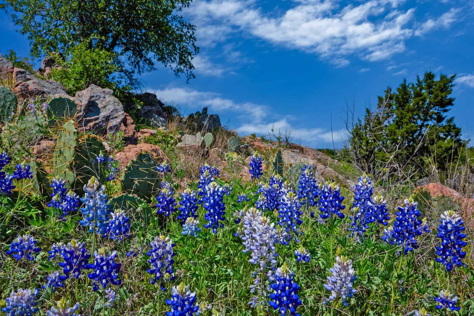 Bluebonnets, blue-green water and pink granite at Inks Lake State Park near Burnet, Texas
