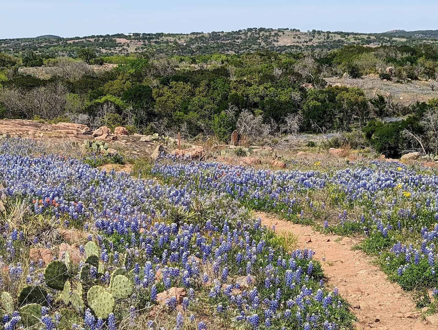Bluebonnets blooming along a granite trail at Inks Lake State Park in Burnet, Texas