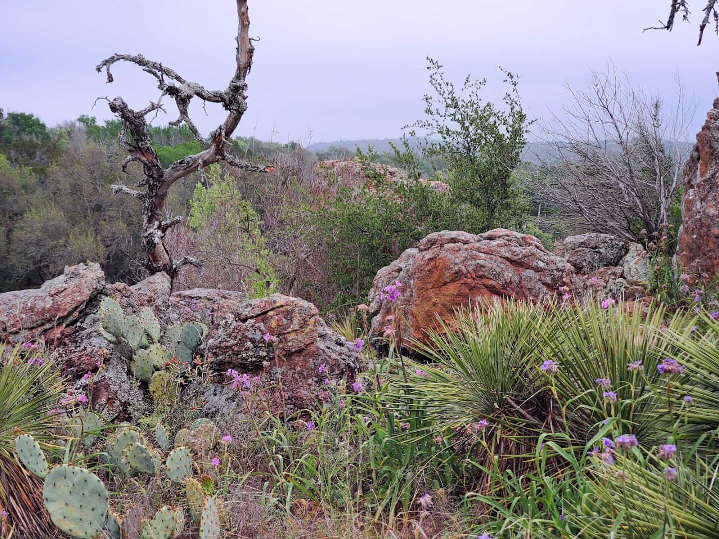 Rocky granite hillside with cactus and wildflowers at Inks Lake State Park