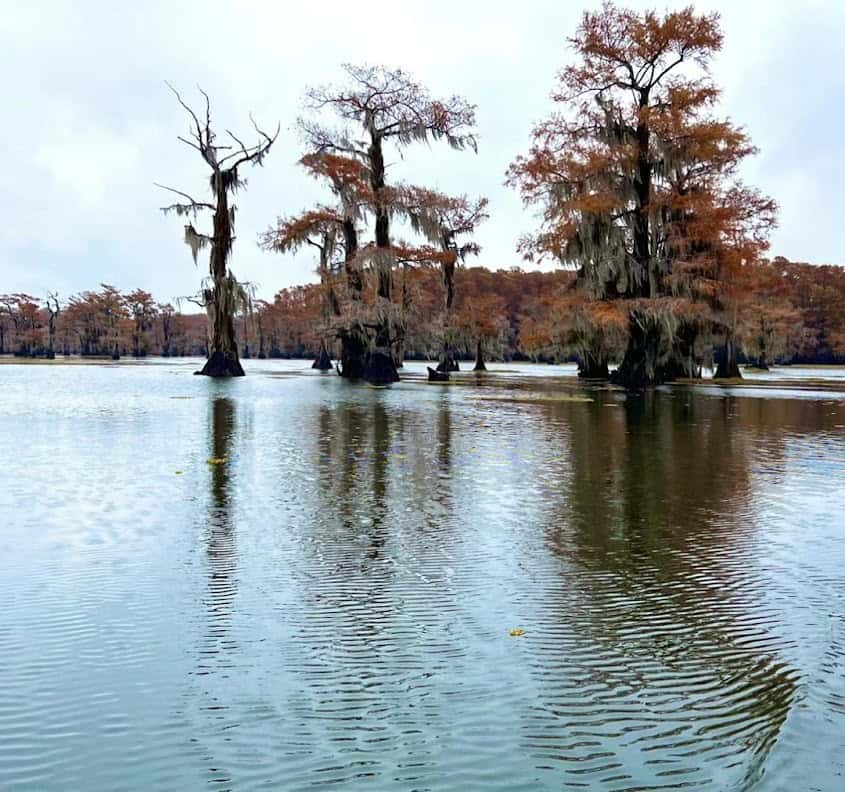 Bald cypress trees turning autumn orange on Caddo Lake near Jefferson, Texas