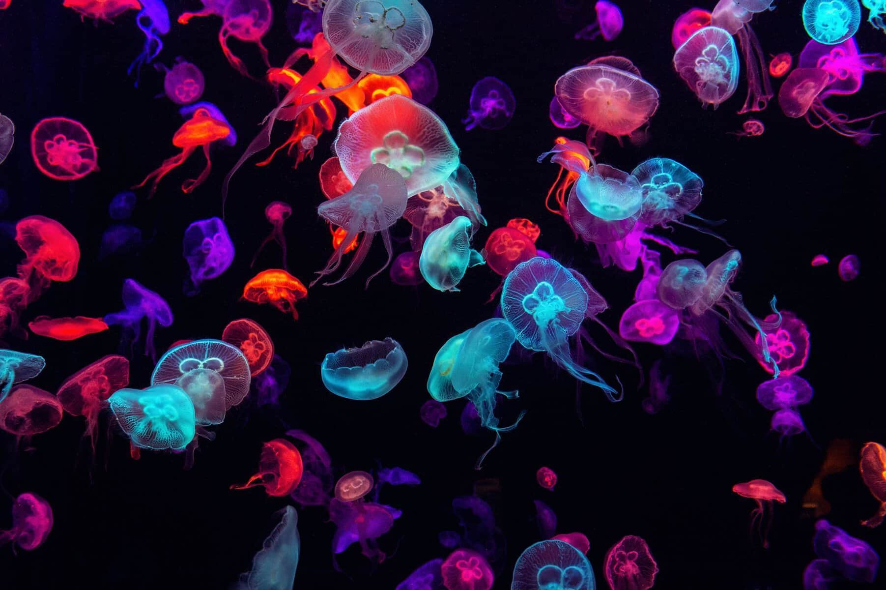 Glowing jellyfish drifting in the jellyfish exhibit at the Downtown Aquarium in Houston