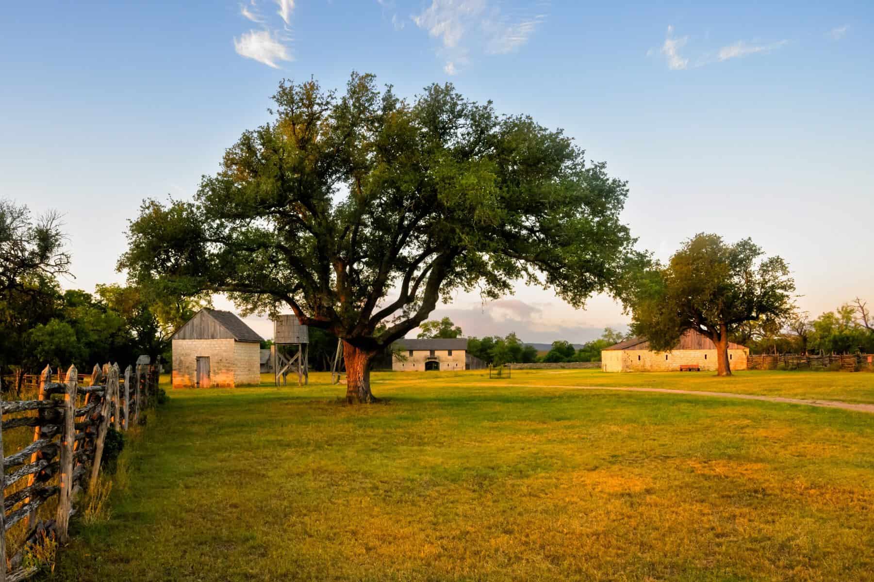 Golden hour over a live oak and historic limestone barns near Johnson City, Texas