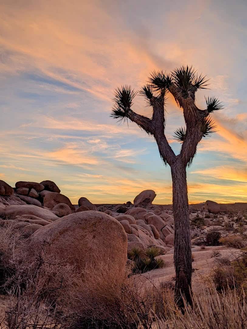 Joshua tree at sunset among boulders in Joshua Tree National Park, California