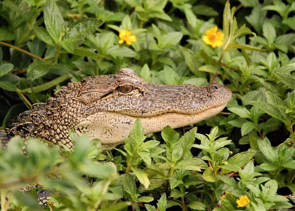 Juvenile rescued alligator among greenery at South Padre Island Birding and Nature Center