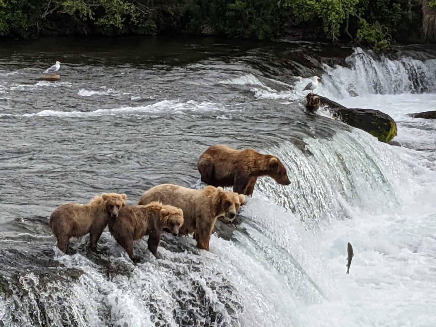 Brown bears catching salmon at Brooks Falls in Katmai National Park, Alaska