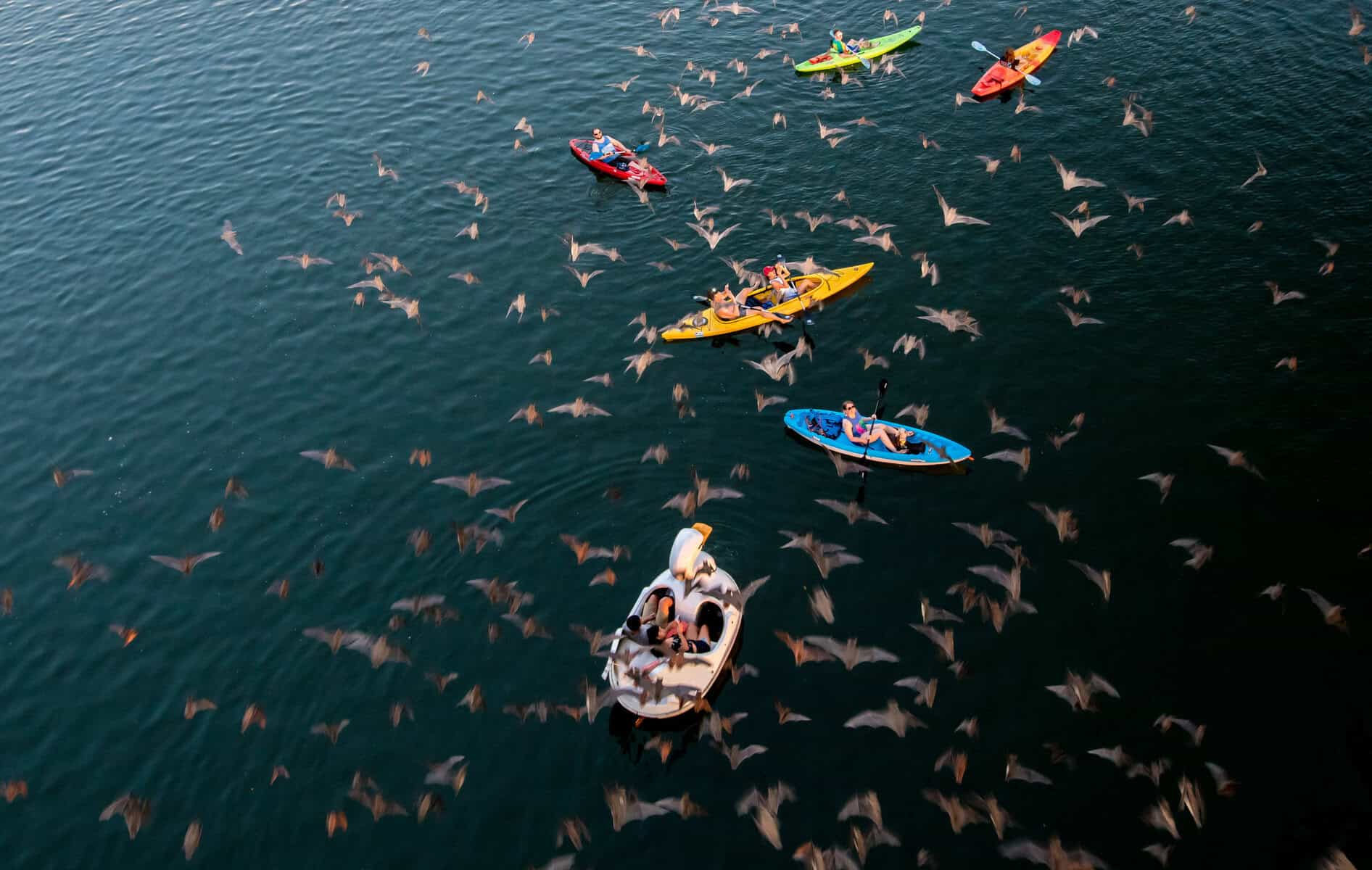 Kayakers and a pedal boat surrounded by bats over Lady Bird Lake in Austin