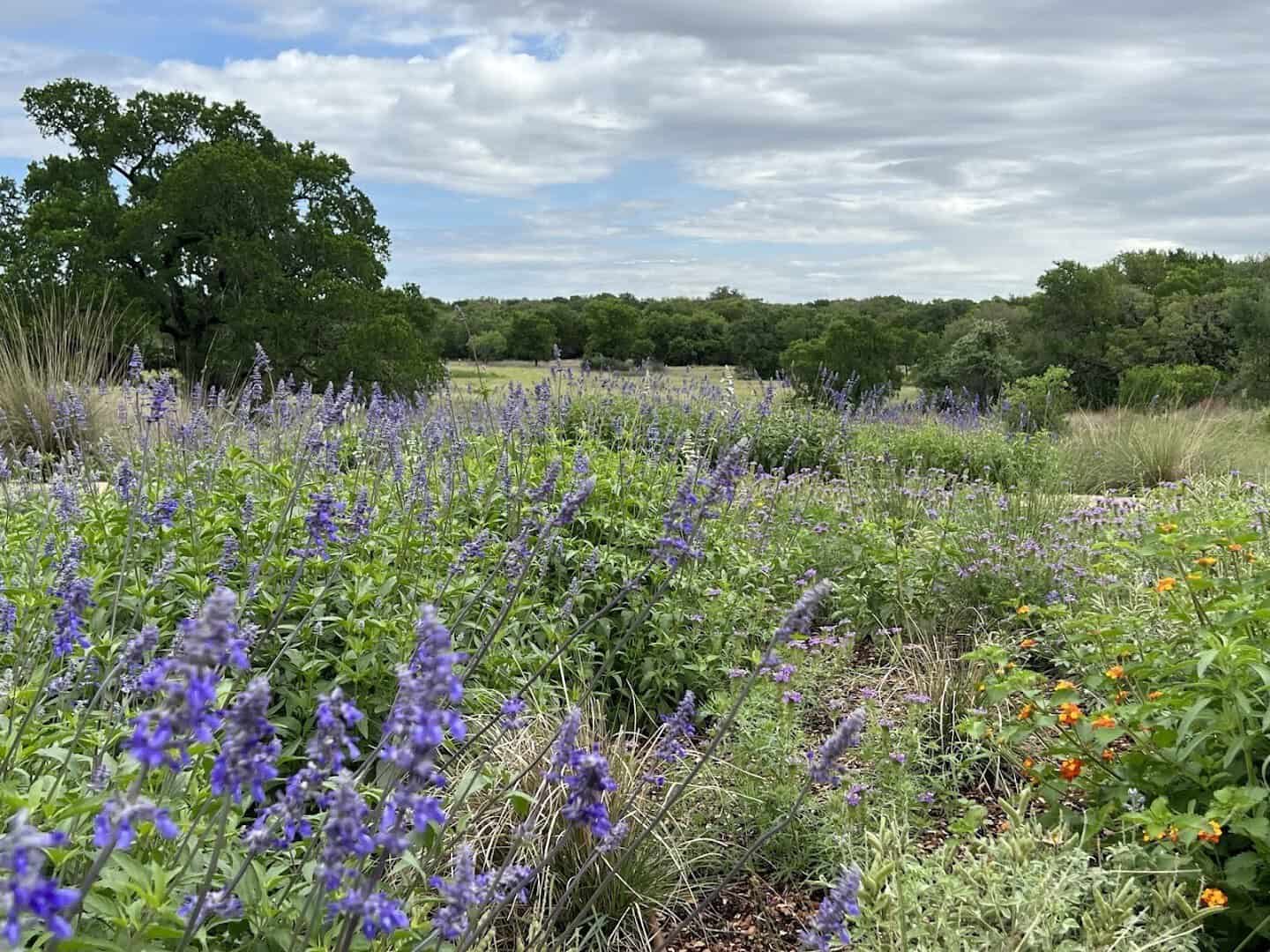 Sheets of purple wildflowers blooming in a meadow at the Lady Bird Johnson Wildflower Center in Austin, Texas
