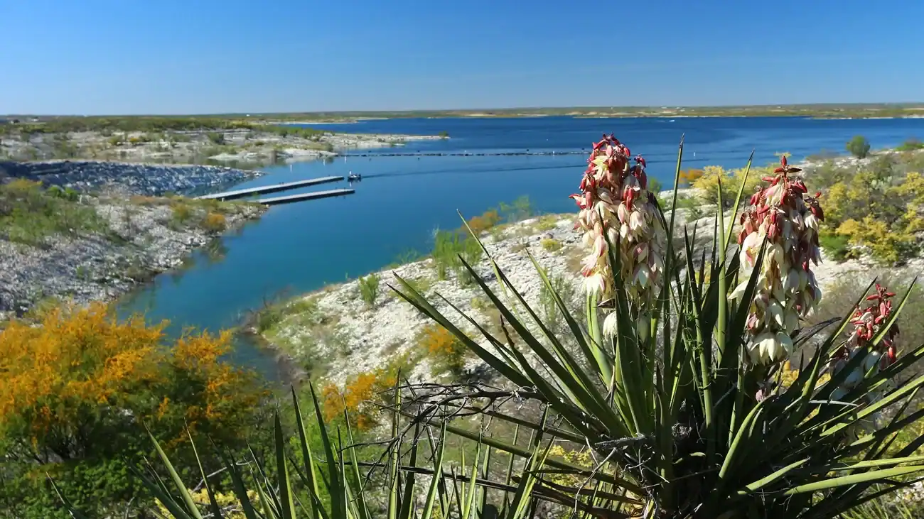 Wildflowers and yucca along the blue shoreline of Lake Amistad in West Texas