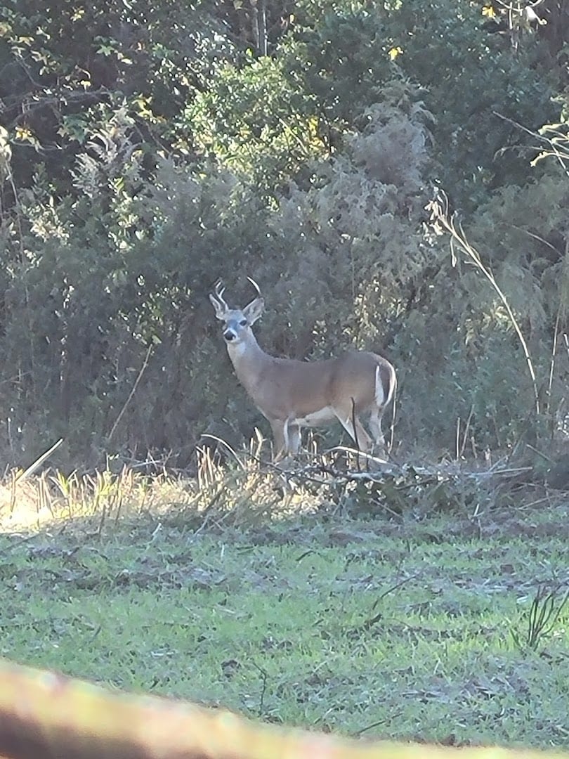 White-tailed deer in the woods along Lake O' the Pines in East Texas