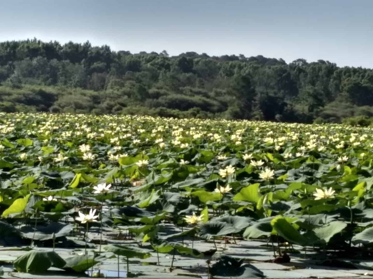 Water lilies blooming on Lake O' the Pines in the East Texas Piney Woods