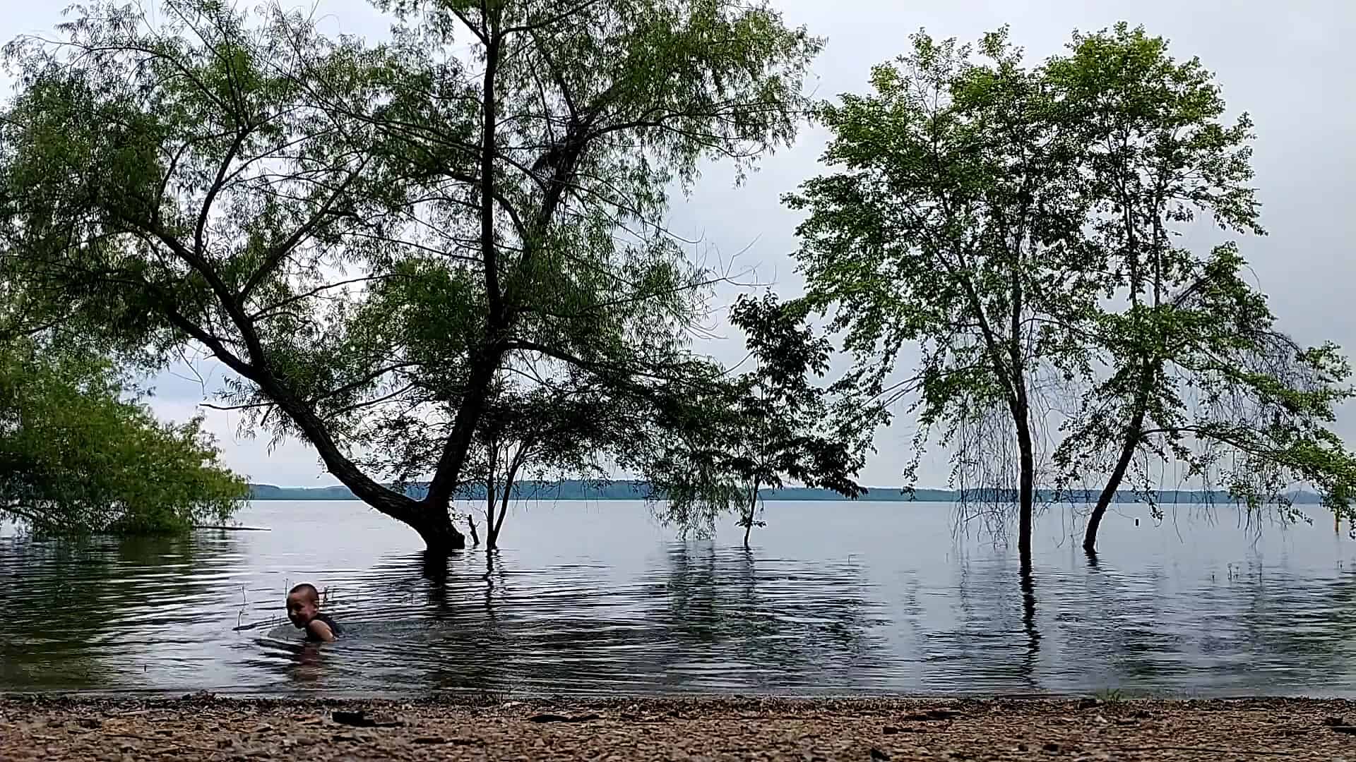 Standing timber rising from the water of Lake O' the Pines in East Texas