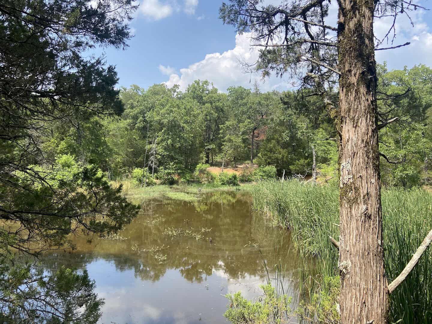 Trees reflected in the still lake water at Purtis Creek State Park