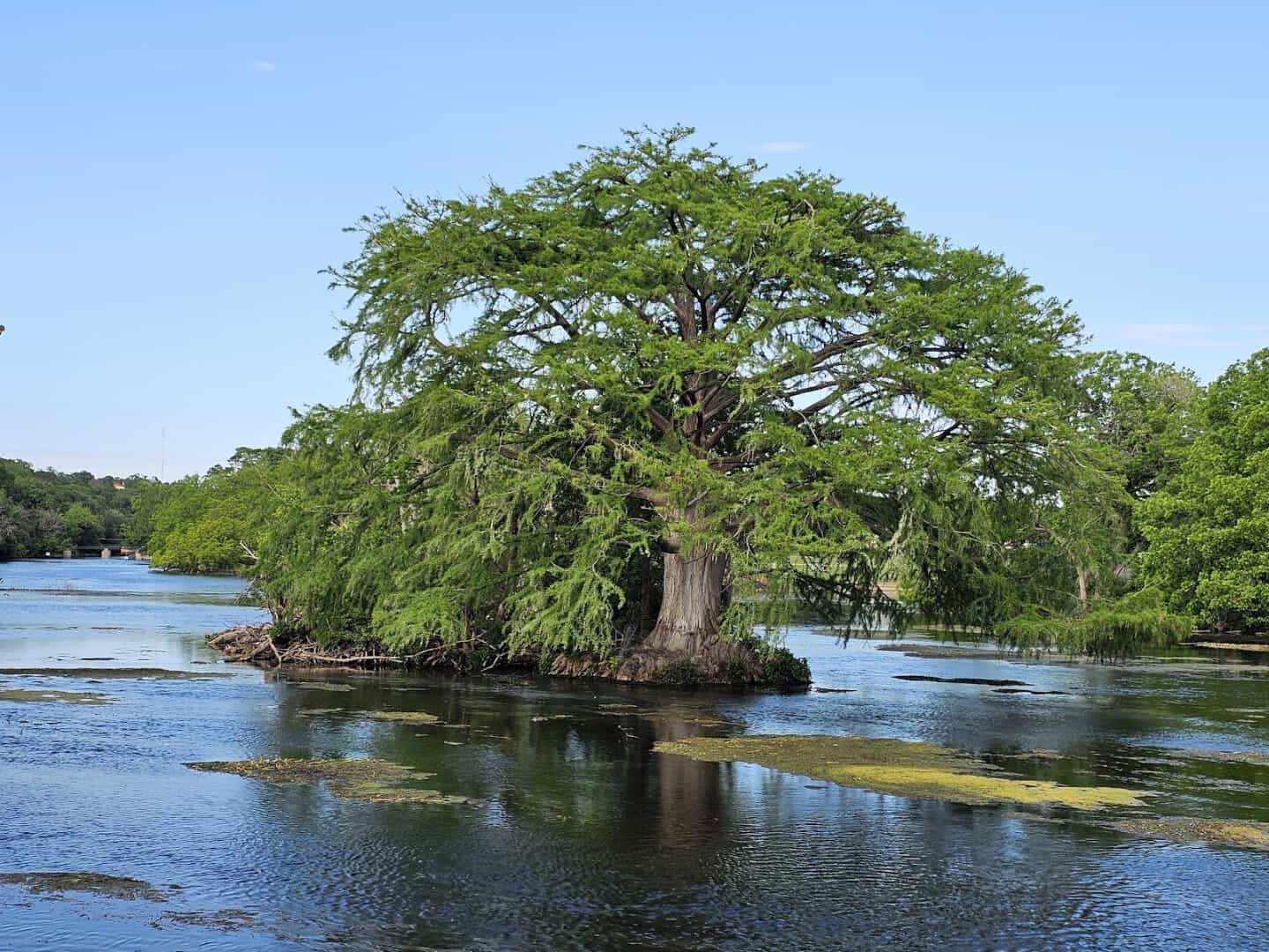 Cypress trees standing in the water of Landa Lake at Landa Park in New Braunfels, Texas