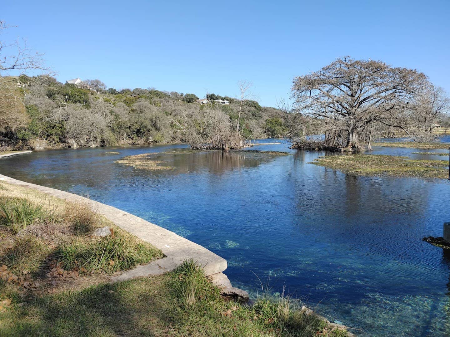 Bald cypress along the limestone bank of Landa Lake in New Braunfels, Texas