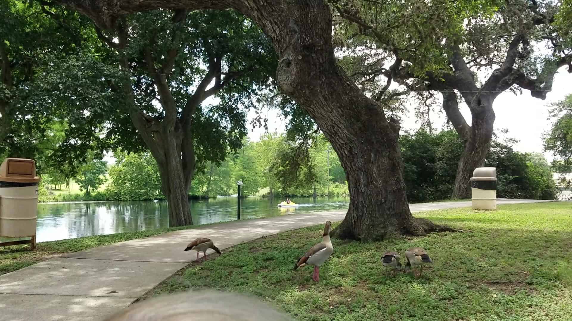 Broad oaks shading the lawn beside the water in the Landa Park arboretum, New Braunfels