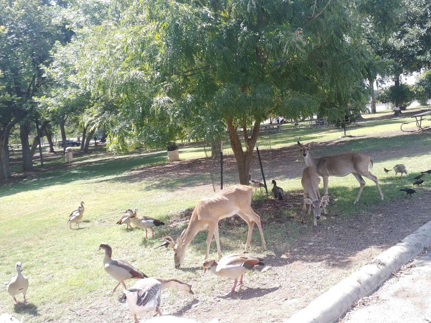 Deer and geese grazing on the shaded lawns at Landa Park in New Braunfels, Texas