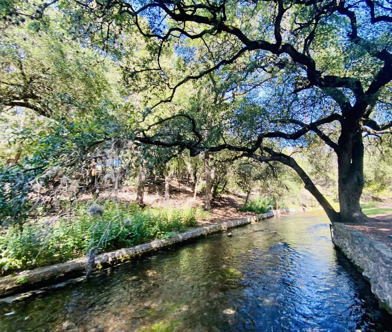 Clear spring water running beneath a live oak at Landa Park in New Braunfels, Texas