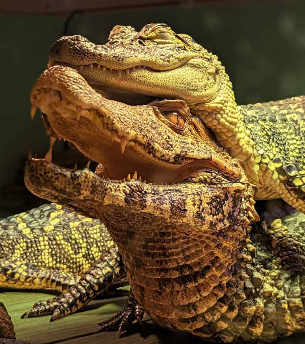 Large rescued American alligator basking at South Padre Island Birding and Nature Center