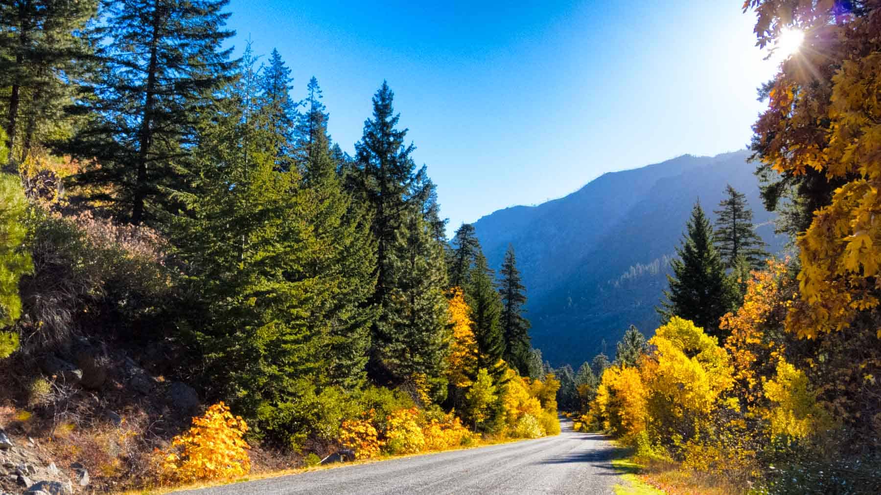 Golden larch trees along a mountain road near Leavenworth, Washington