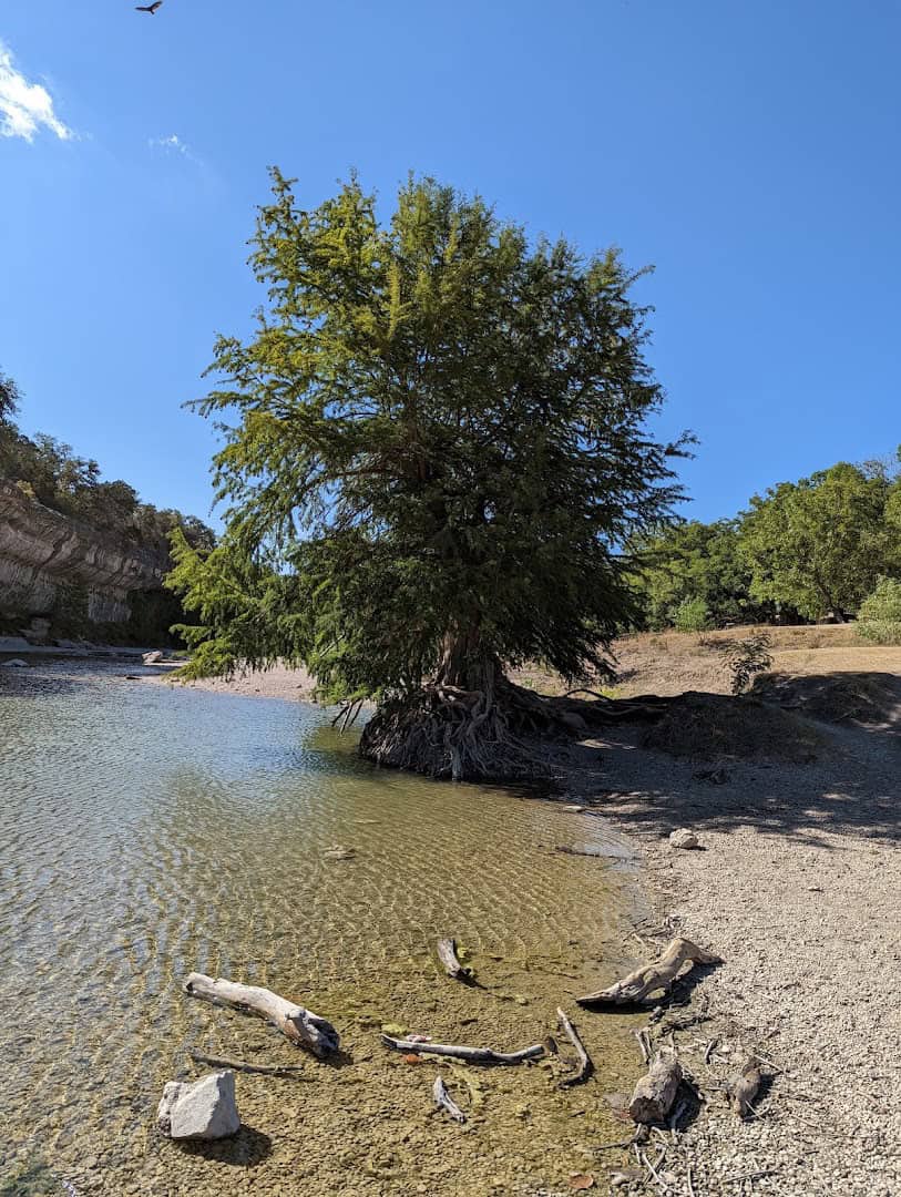 A lone cypress beside calm, clear Hill Country water near Honey Creek, Texas