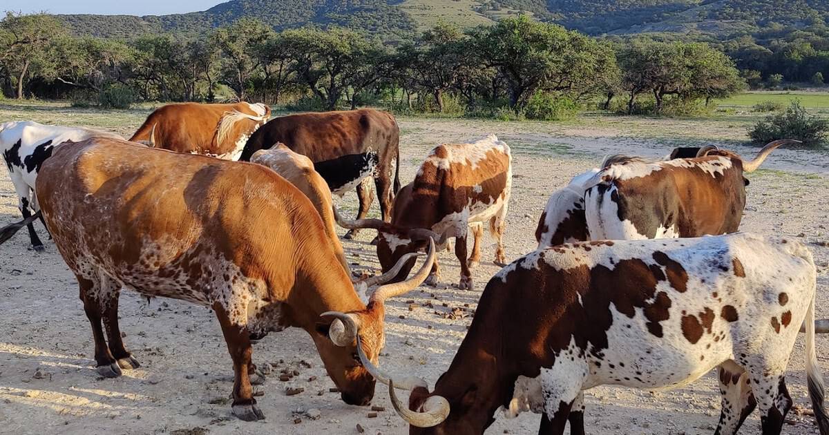 This Working Texas Ranch Has Been Turning City Folks Into Cowboys for Nearly 90 Years
