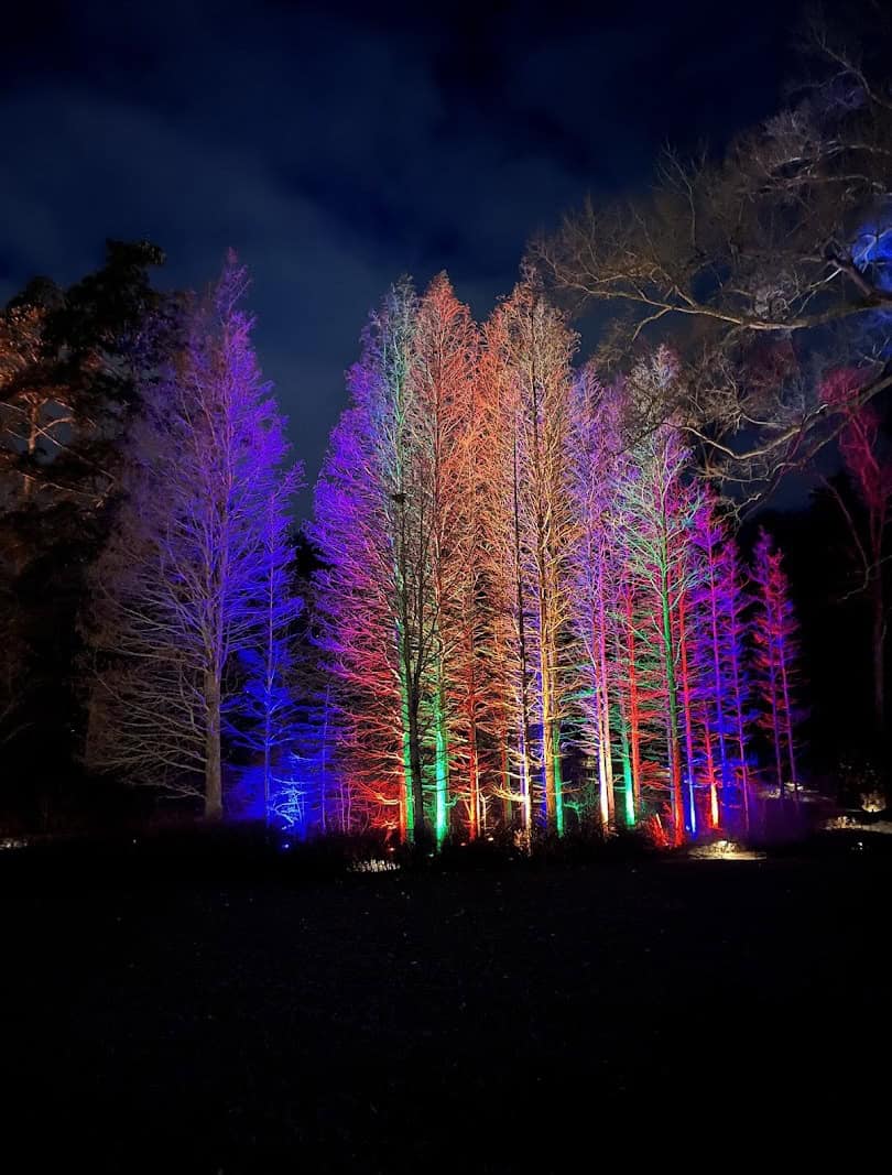 Colorful lit trees at night during A Longwood Christmas in Kennett Square, Pennsylvania