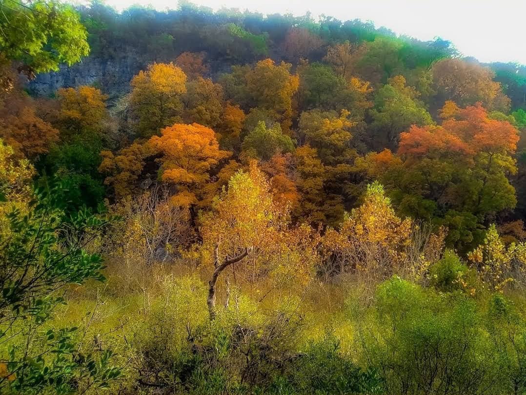 Bigtooth maple fall foliage at Lost Maples State Natural Area Texas