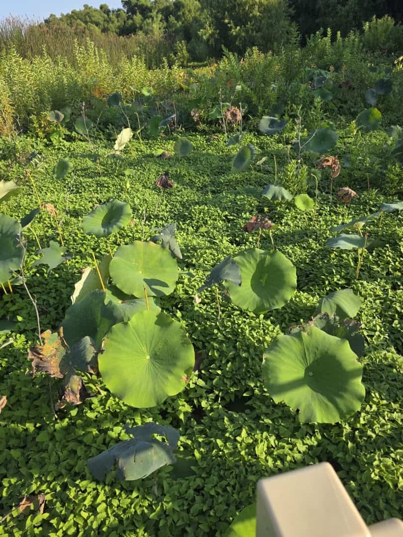 Big round lotus pads spreading across the shallow water beside the boardwalk at Lake Weatherford, Weatherford Texas
