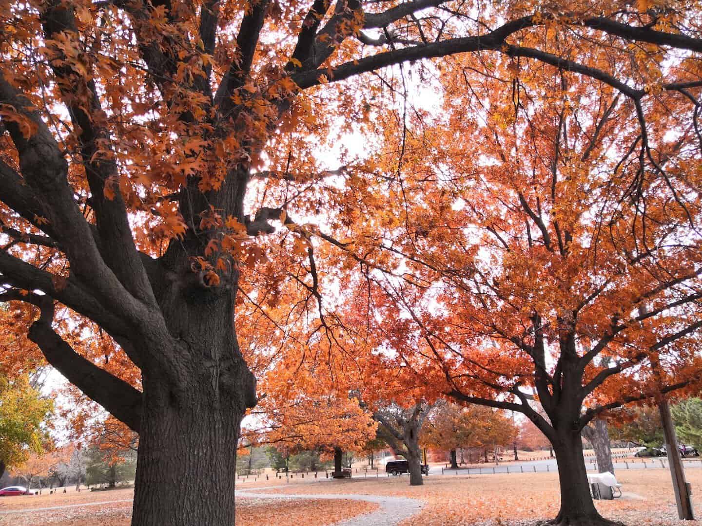 Autumn foliage over the trails at Lucy Park in Wichita Falls, Texas