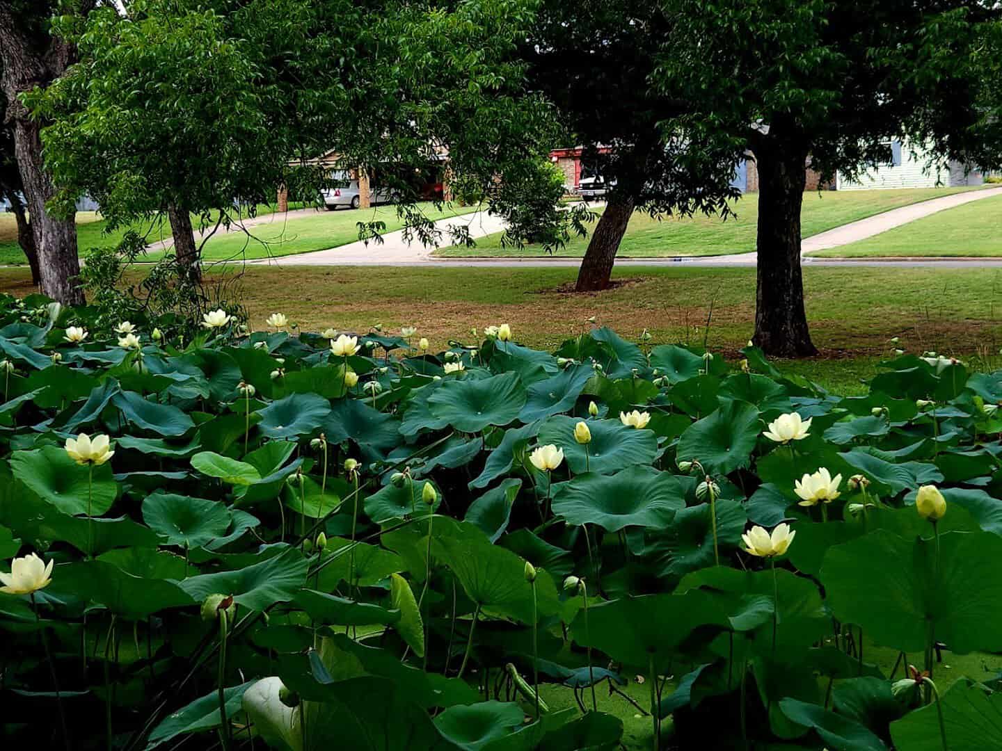 Lotus pond at Lucy Park in Wichita Falls, Texas