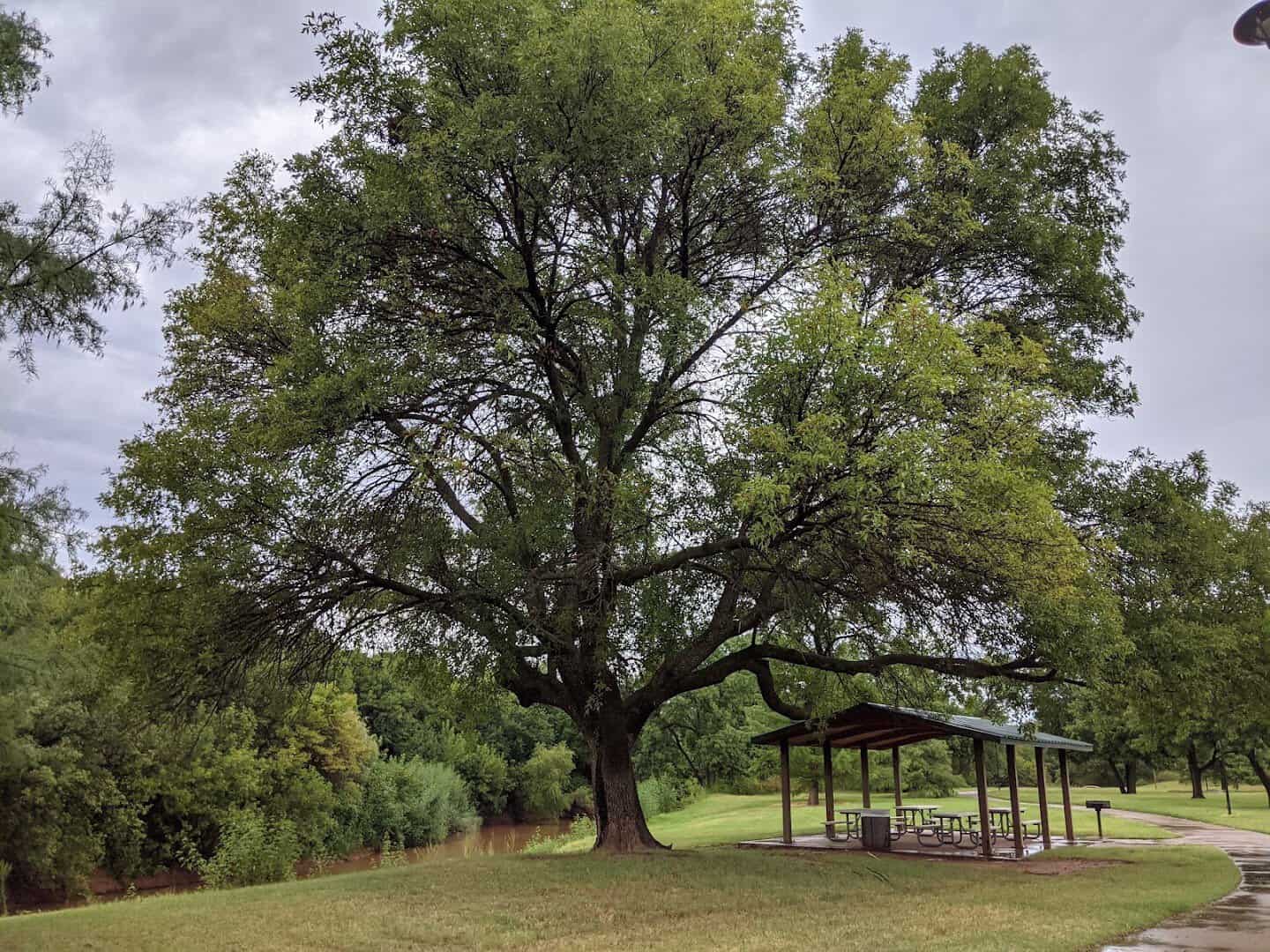 Large pecan tree and picnic shelter by the river at Lucy Park