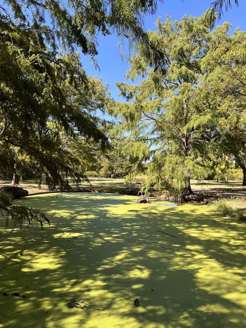 Shaded water and cypress trees at Lucy Park in Wichita Falls, Texas