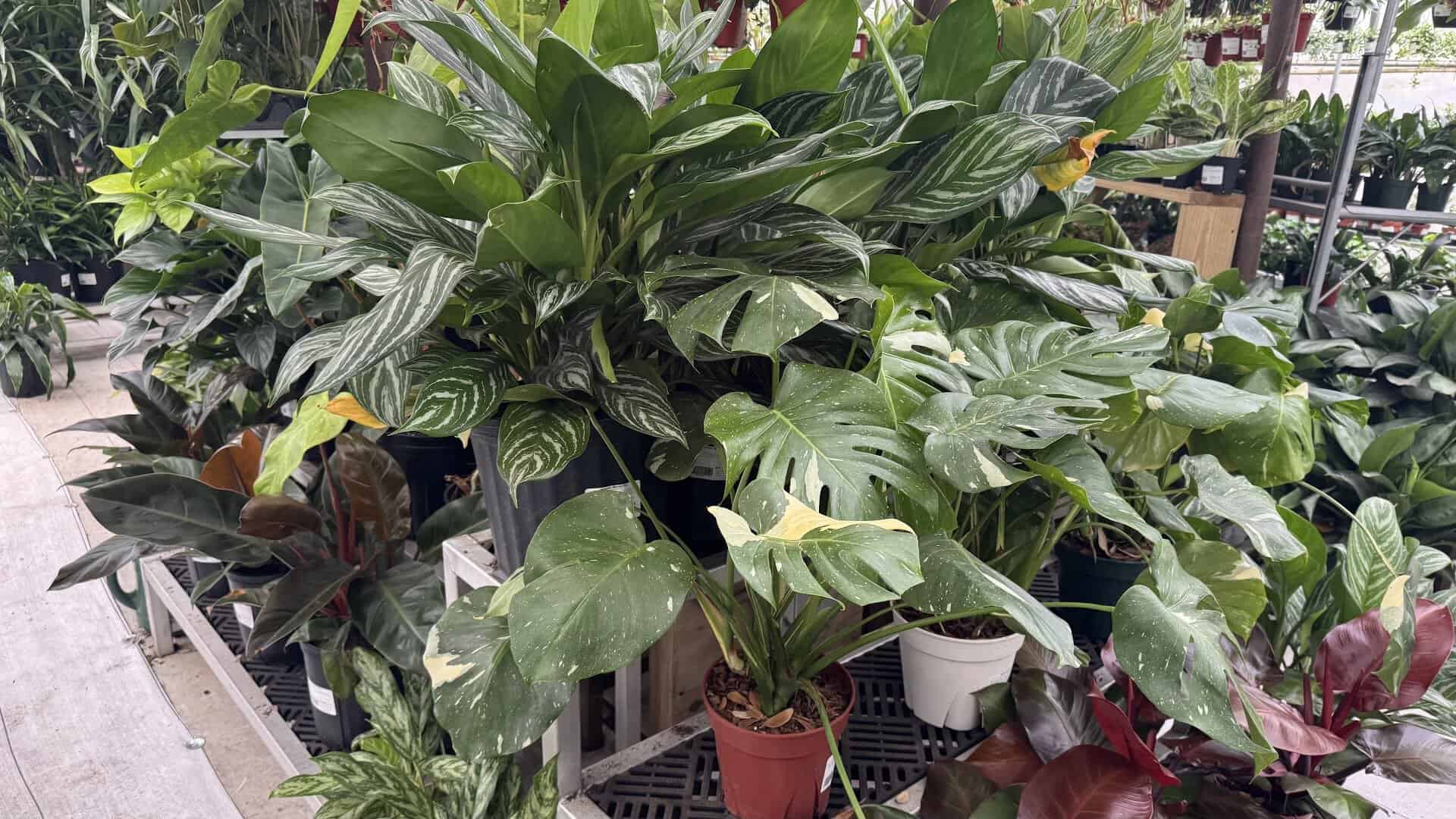 Lush tropical houseplants at The Great Outdoors nursery in Austin