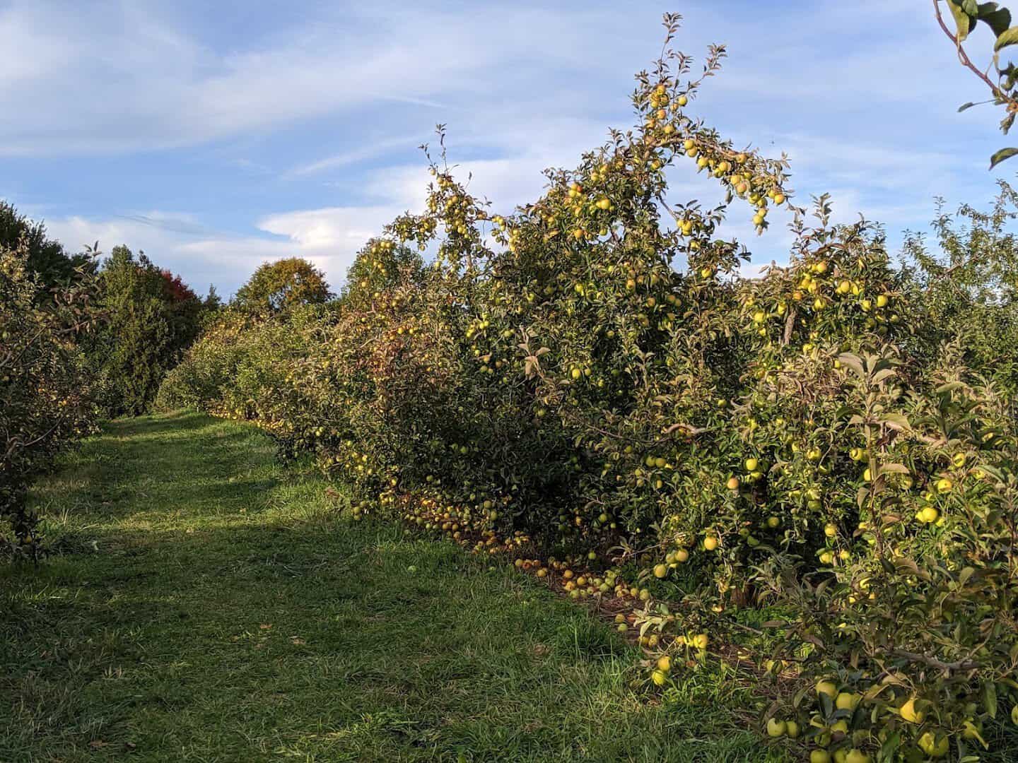 Row of apple trees at Lyman Orchards in Middlefield, Connecticut