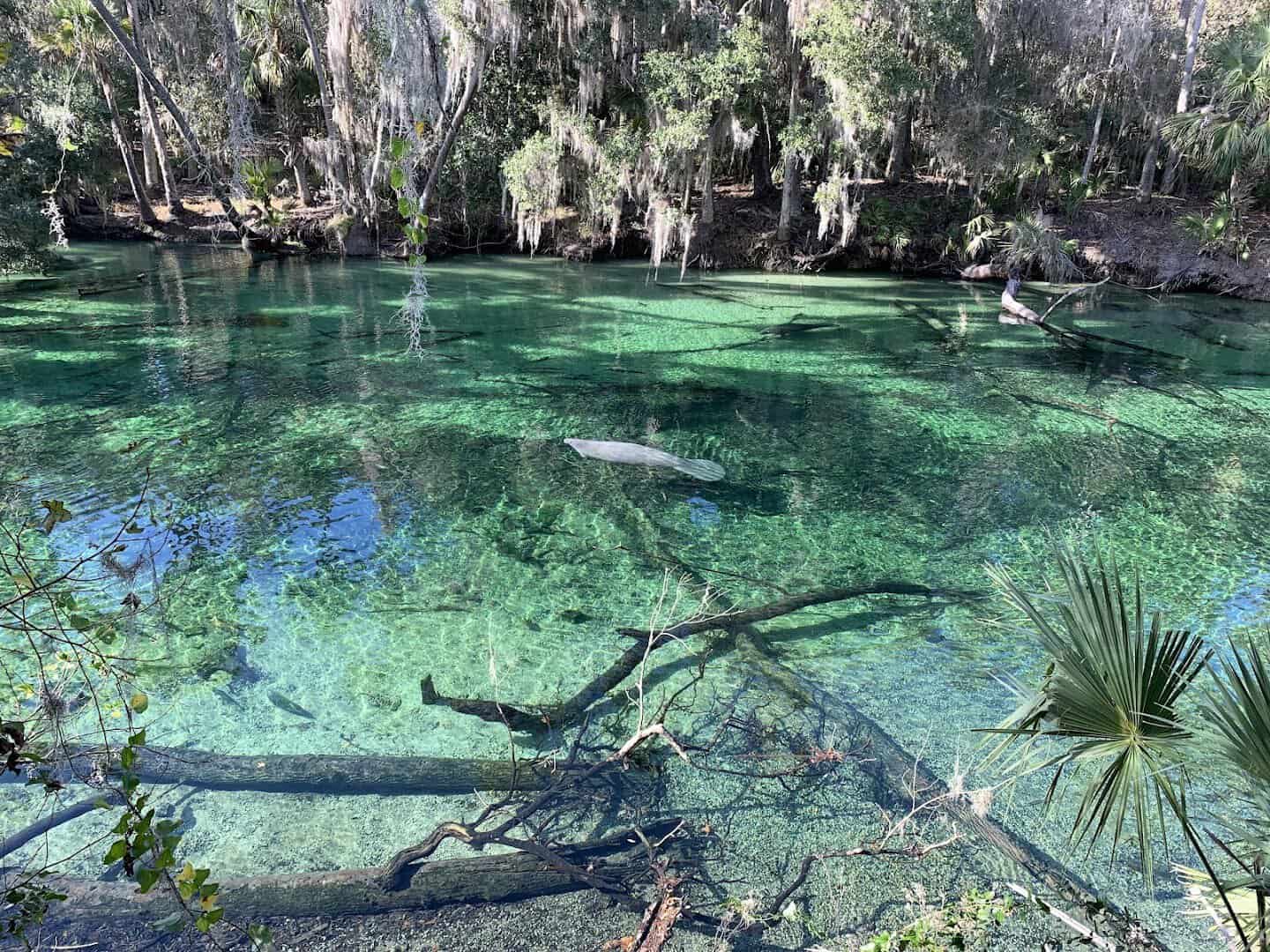 A manatee resting in the clear blue water of Blue Spring State Park, Florida