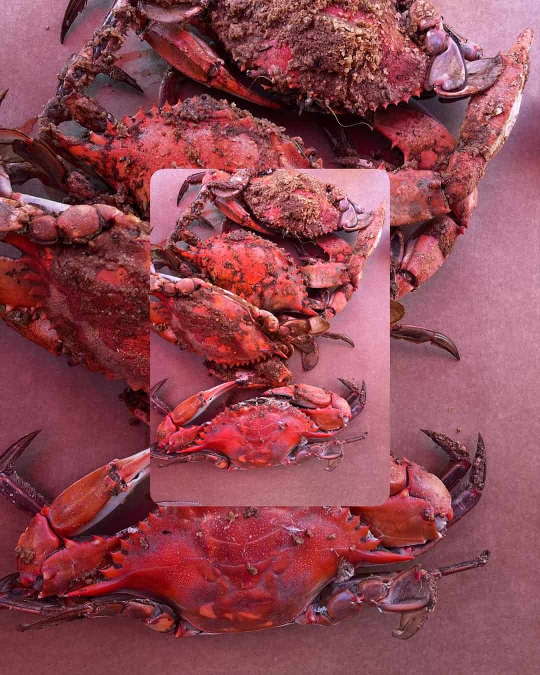 Pile of Maryland steamed blue crabs coated in Old Bay seasoning