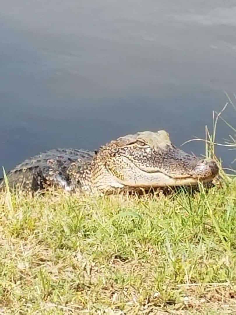 American alligator on a marsh bank at McFaddin National Wildlife Refuge, Texas