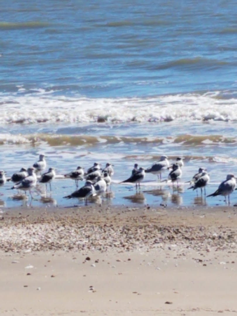 Shorebirds on a shell-strewn beach at McFaddin National Wildlife Refuge, Texas