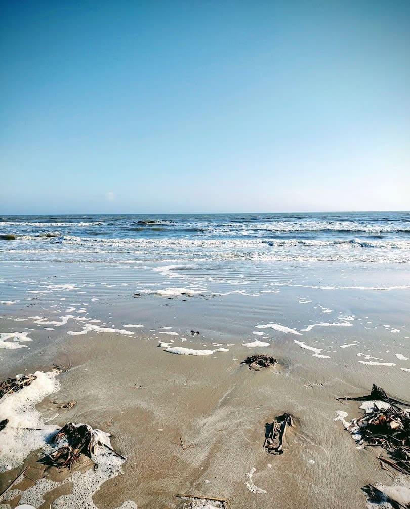 Low-tide fossil beach with driftwood at McFaddin National Wildlife Refuge, Texas