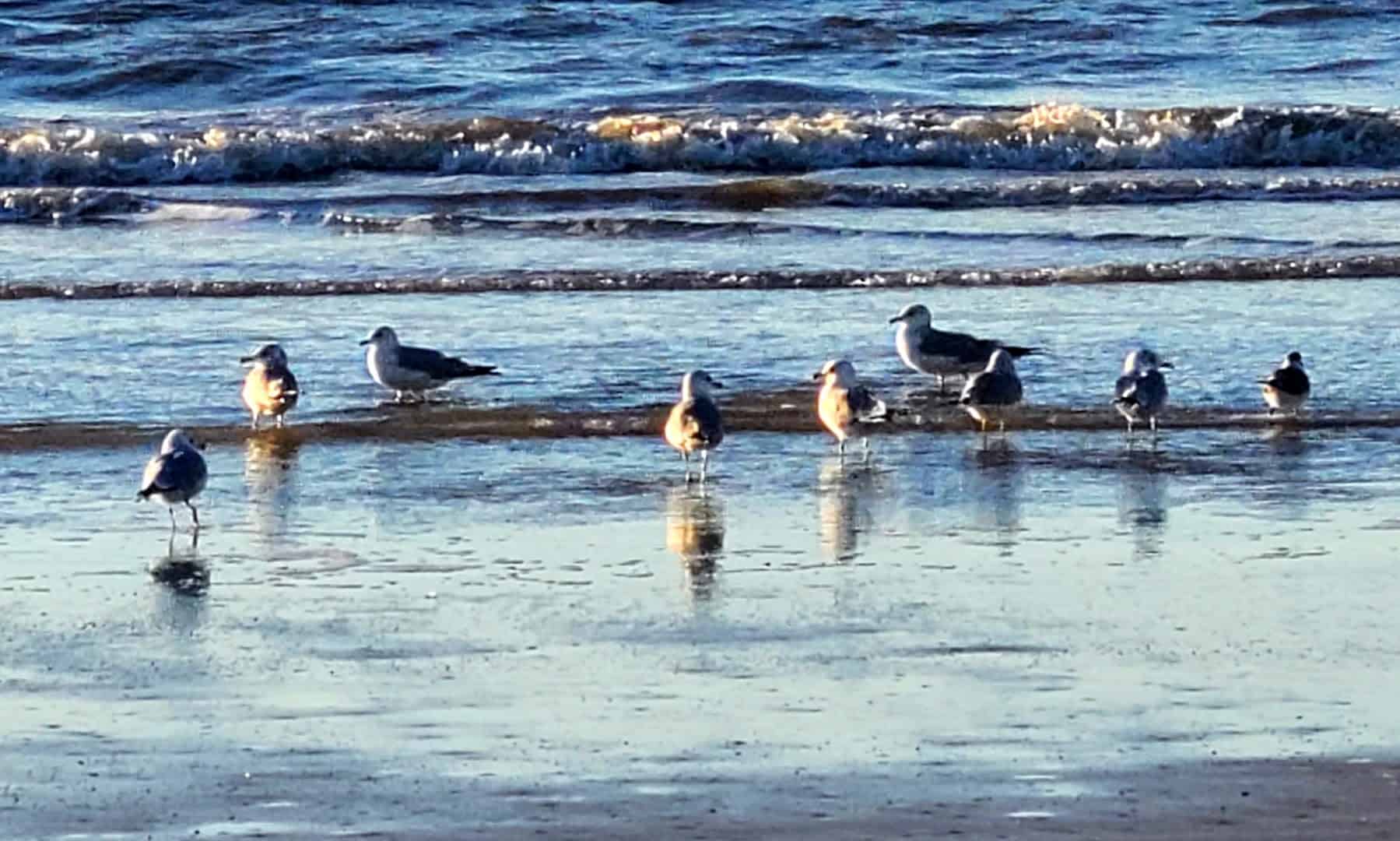 Gulls at the low-tide waterline at McFaddin National Wildlife Refuge, Texas