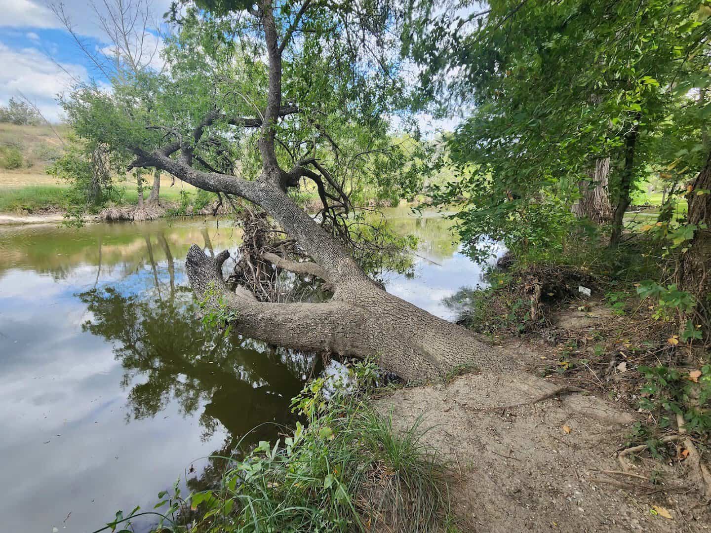 A live oak leaning over the Medina River in Castroville, Texas