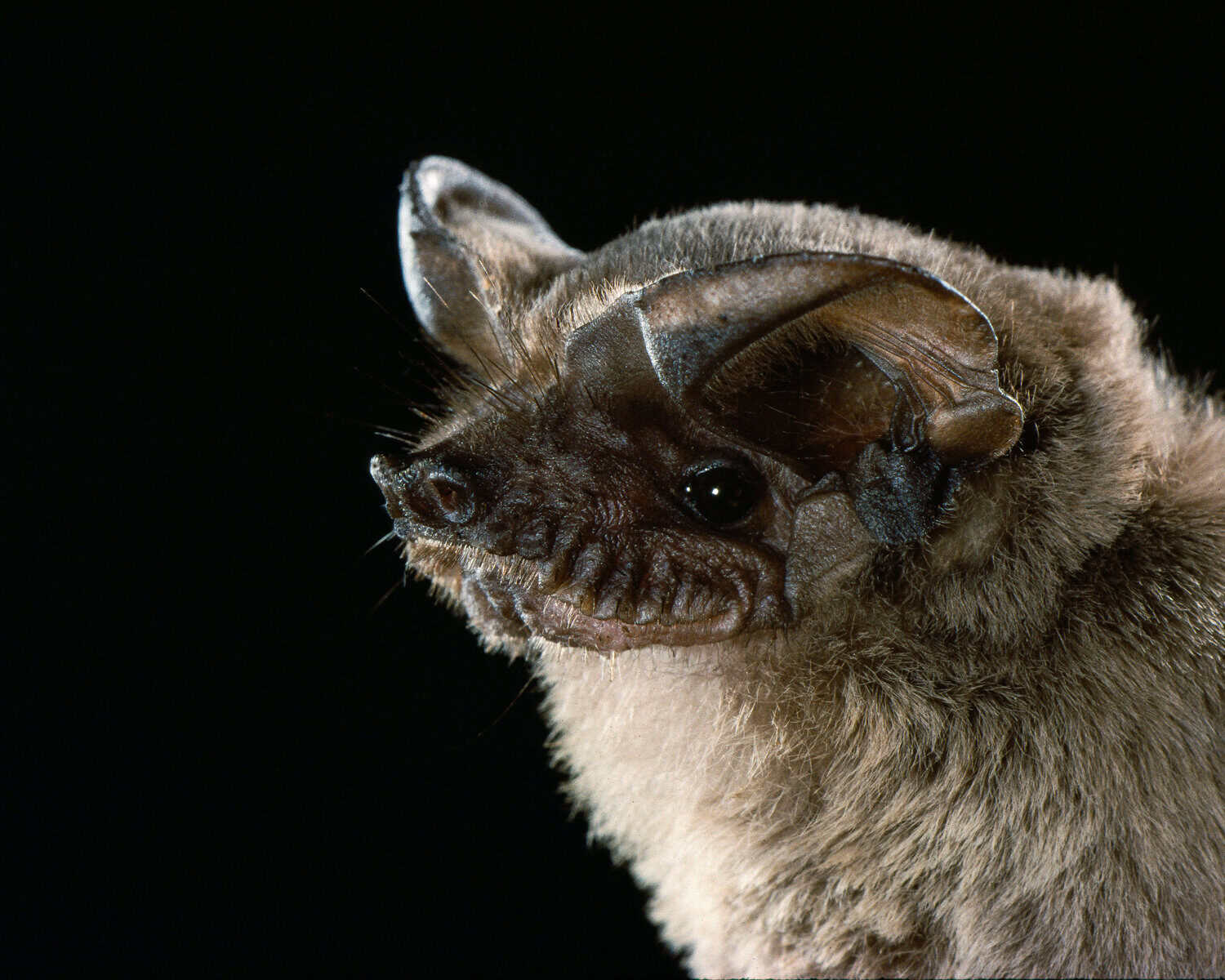 Close portrait of a Mexican free-tailed bat, the species that roosts under the Austin bat bridge