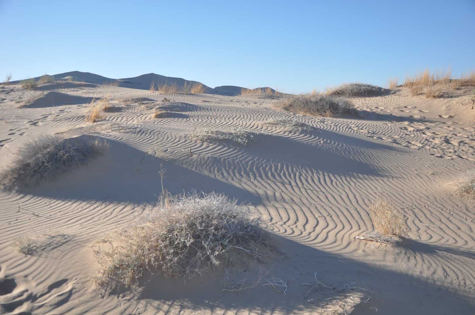 Rippled Kelso sand dunes in Mojave National Preserve, California