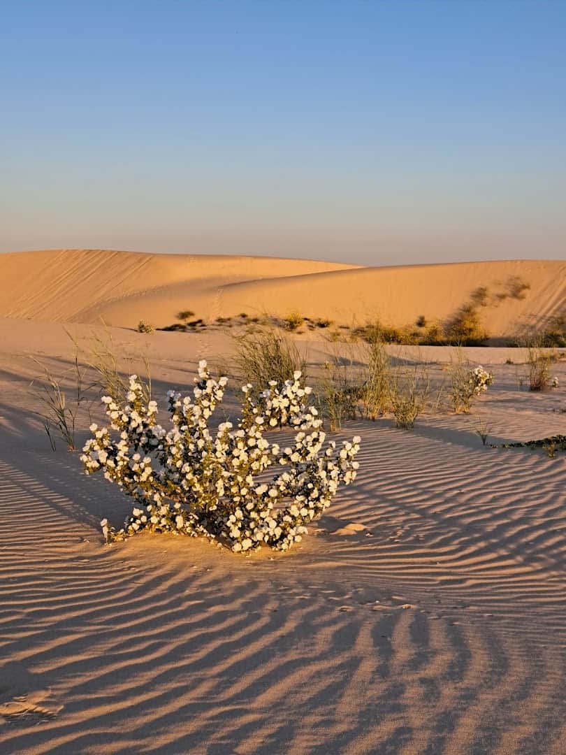 Wind-rippled sand dunes at Monahans Sandhills State Park in Texas